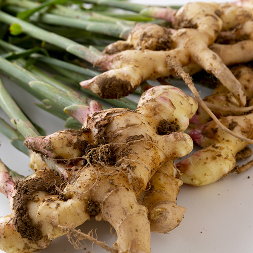 lfd-ginger-ks